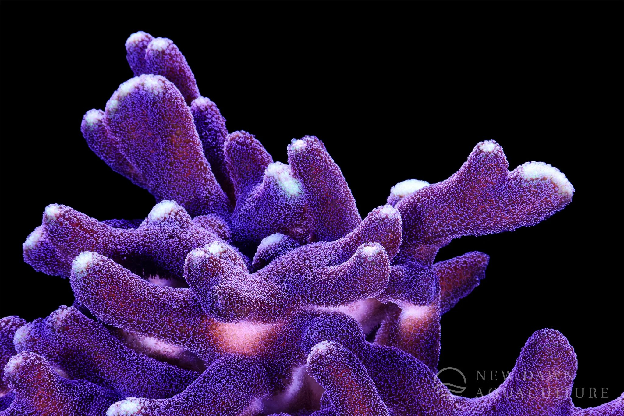 Vibrant Reefs, Sustainably Cultivated